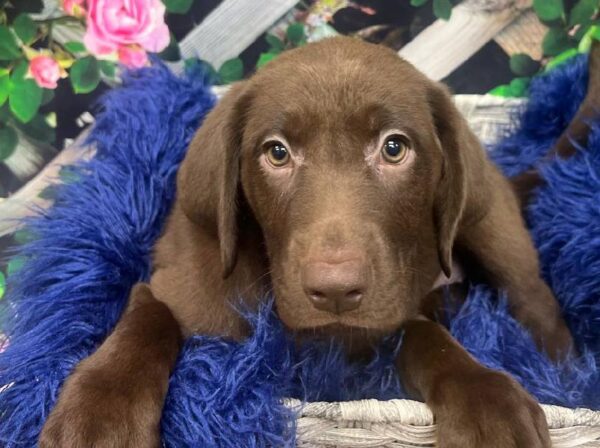 Labrador Retriever-DOG-Female-Chocolate-11925-Petland Monroeville, PA