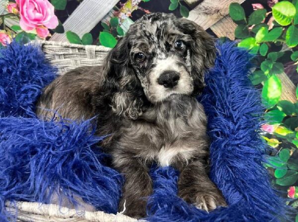 Cocker Spaniel-DOG-Male-Blue Roan-11918-Petland Monroeville, PA