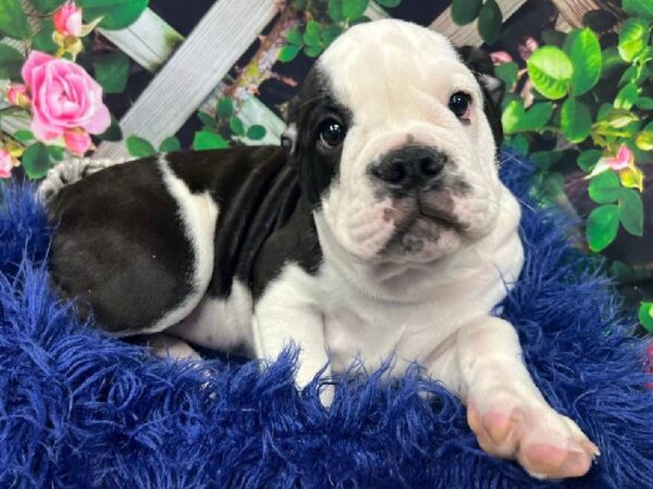 Old English Bulldog-DOG-Female-Black and White-11917-Petland Monroeville, PA