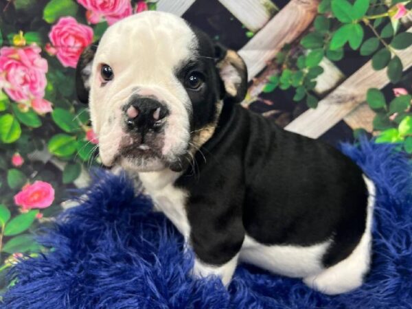 Old English Bulldog-DOG-Male-Black Red and White-11916-Petland Monroeville, PA