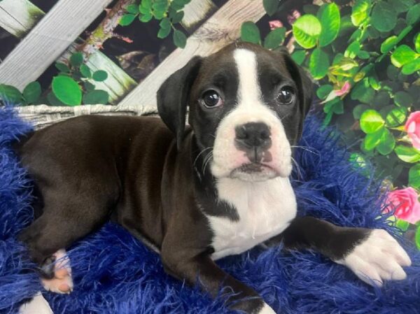 Boxer-DOG-Female-Black / White-11928-Petland Monroeville, PA