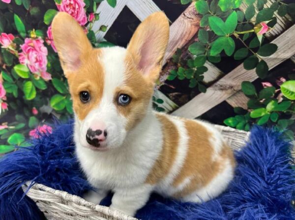 Pembroke Welsh Corgi-DOG-Male-Red / White-11967-Petland Monroeville, PA