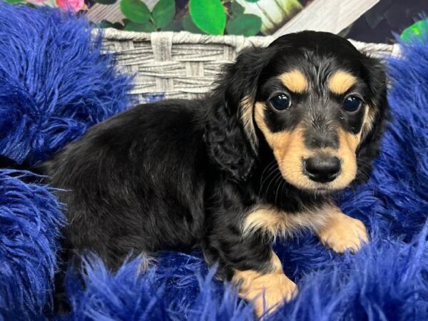 Dachshund-DOG-Female-Black / Tan-11960-Petland Monroeville, PA