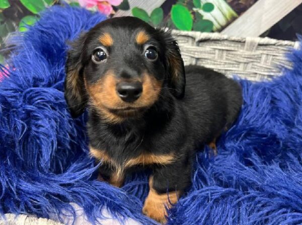 Dachshund-DOG-Male-Black / Tan-11961-Petland Monroeville, PA