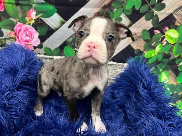 Boston Terrier-DOG-Male-Blue Merle / White-11956-Petland Monroeville, PA
