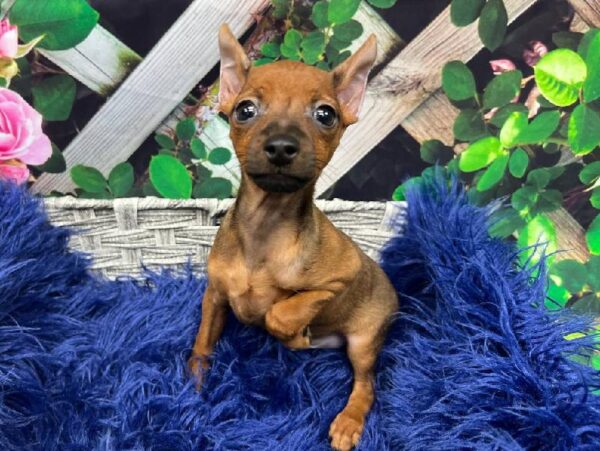Min Pin-DOG-Male-Red-11955-Petland Monroeville, PA