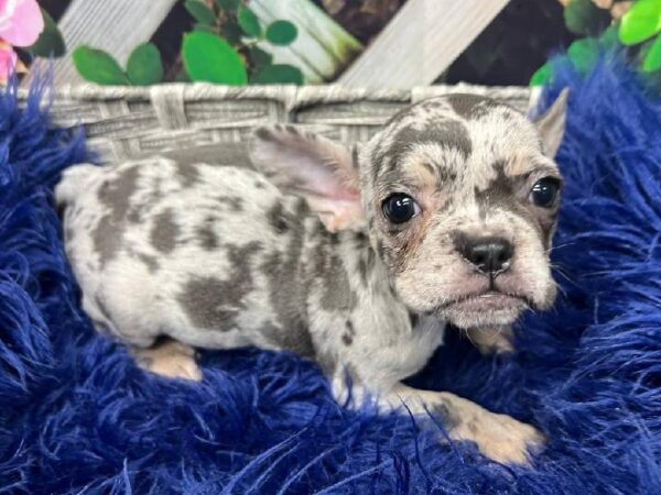 French Bulldog-DOG-Female-Blue Merle-11958-Petland Monroeville, PA