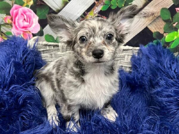 Chihuahua-DOG-Male-Blue Merle-11959-Petland Monroeville, PA