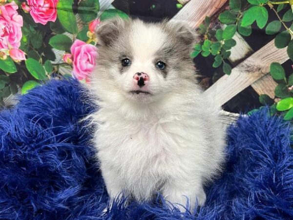 Pomeranian-DOG-Female-Blue Merle-11964-Petland Monroeville, PA