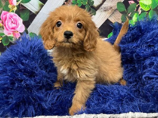 Mini Goldendoodle 2nd Gen.-DOG-Female-Apricot-11996-Petland Monroeville, PA