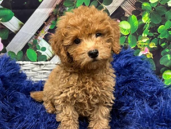 Mini Goldendoodle 2nd Gen.-DOG-Male-Apricot-11995-Petland Monroeville, PA
