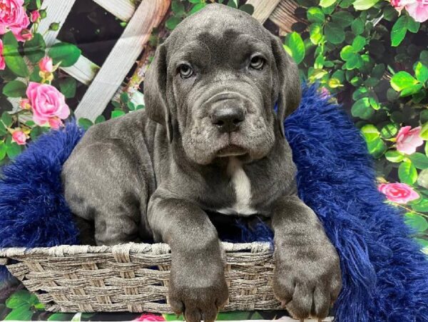 Neapolitan Mastiff-DOG-Male-Blue-11994-Petland Monroeville, PA
