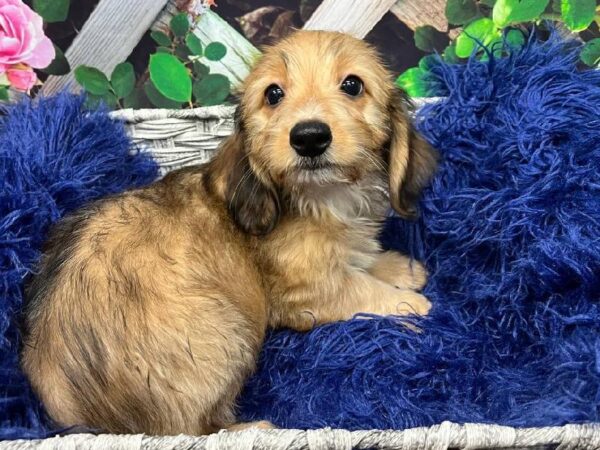 Dachshund-DOG-Male-Wild Boar-11991-Petland Monroeville, PA