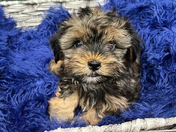 Shorkie-DOG-Female-Brindle-11990-Petland Monroeville, PA