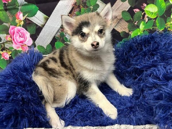 Pomsky-DOG-Female-Blue Merle and White-11982-Petland Monroeville, PA