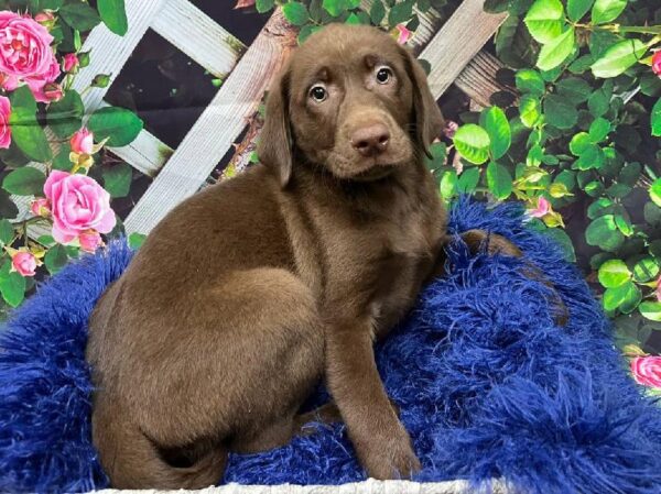 Labrador Retriever-DOG-Male-Chocolate-11979-Petland Monroeville, PA