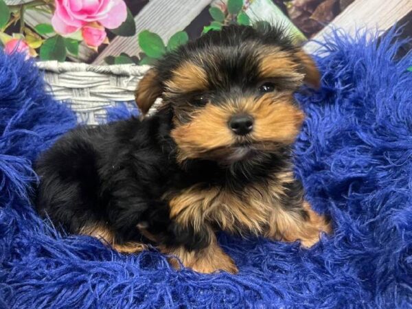 Yorkie-DOG-Male-Black / Tan-12034-Petland Monroeville, PA