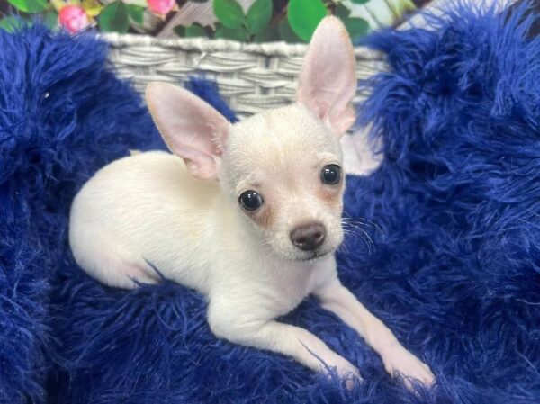 Chihuahua-DOG-Male-Cream-12033-Petland Monroeville, PA