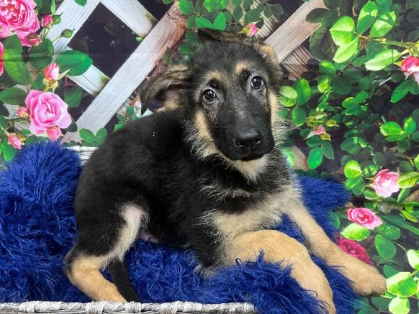 German Shepherd-DOG-Male-Black and Tan-12009-Petland Monroeville, PA