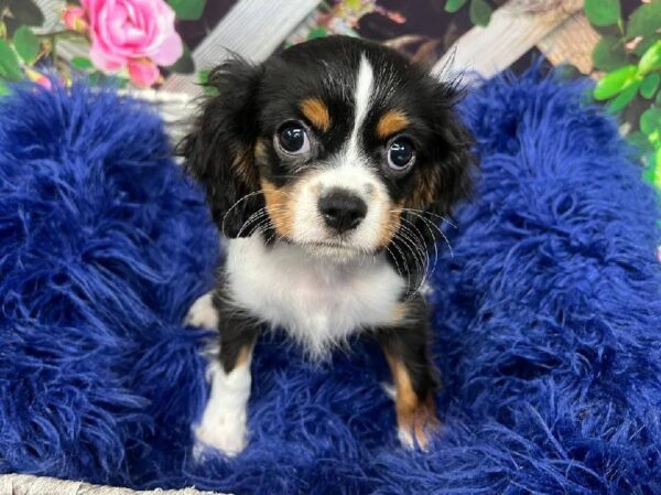 Cavalier King Charles Spaniel-DOG-Male-Black and White-12008-Petland Monroeville, PA