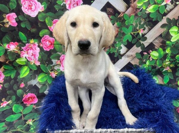 Labrador Retriever-DOG-Male-Yellow-12011-Petland Monroeville, PA