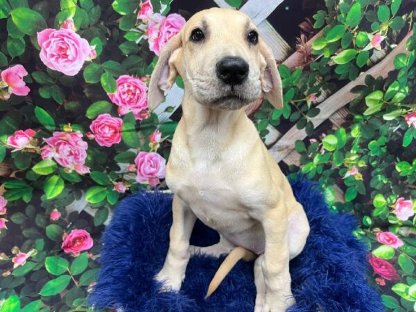 Great Dane-DOG-Female-Fawn-12010-Petland Monroeville, PA