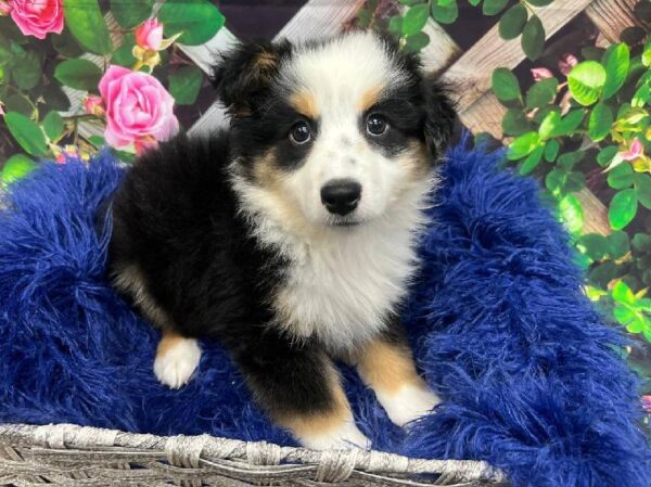 Miniature American Shepherd-DOG-Male-Black White and Tan-12012-Petland Monroeville, PA