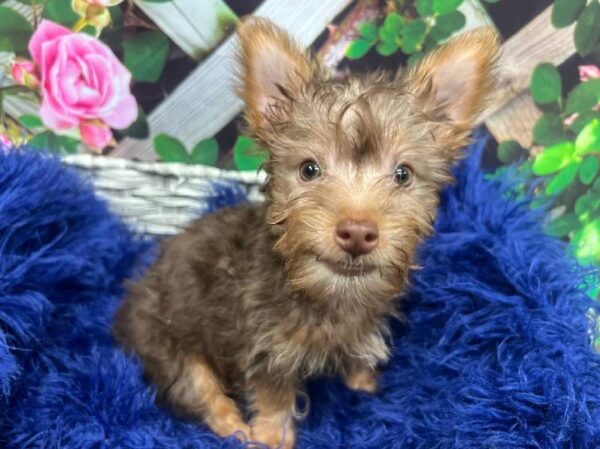 Yorkie-DOG-Male-Chocolate / Tan-12015-Petland Monroeville, PA