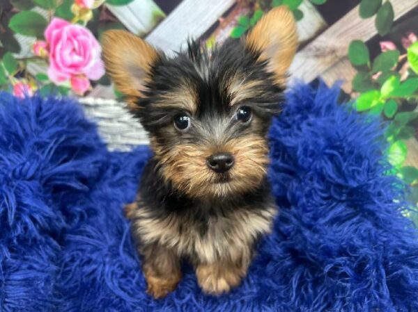 Yorkie-DOG-Female-Black / Tan-12016-Petland Monroeville, PA