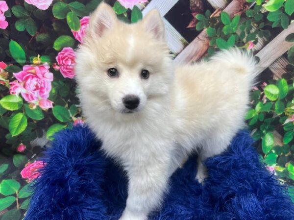 Pomsky 2nd gen.-DOG-Male-Cream-12017-Petland Monroeville, PA