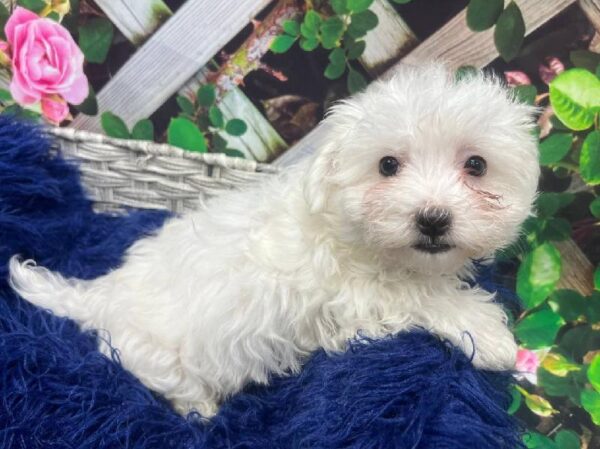 Maltese-DOG-Male-White-12014-Petland Monroeville, PA